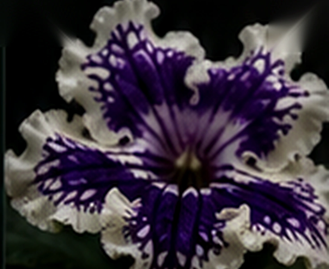 DS-Lastochka streptocarpus flower