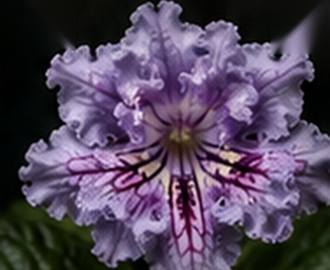 Streptocarpus PK-Zlotko streptocarpus flower